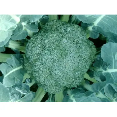 КВИНТА F1 / QUINTA F1