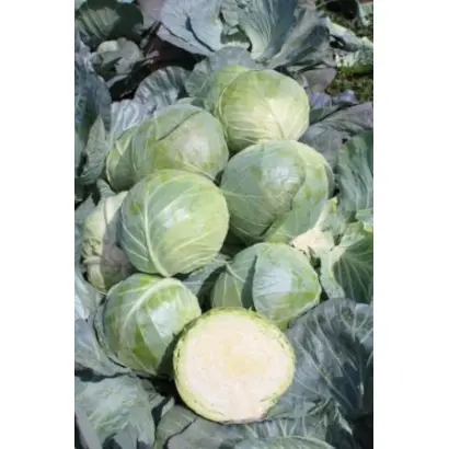 ГЛОУБ МАСТЕР F1 / GLOBE MASTER F1