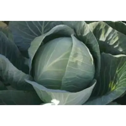 СТРУКТА (TCa-432) F1