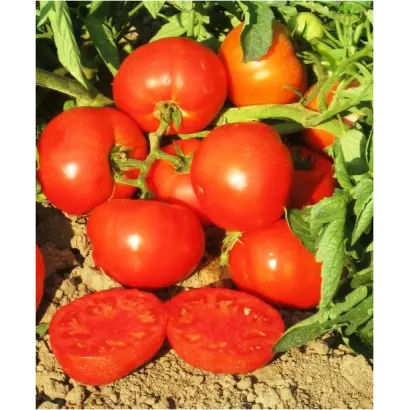 Уракан F1 / Urakan F1