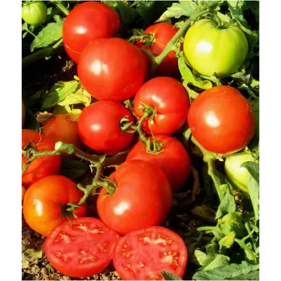 Тропикал Джем F1 / Tropical Gem F1