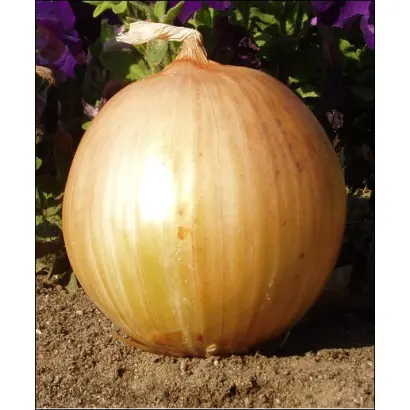 Экстра Ерли Голд F1 / EXTRA EARLY GOLD F1