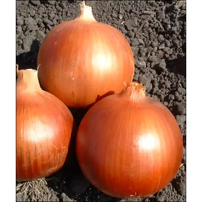 Копер Стар F1 / Copper Star F1