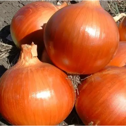 Коппер Бол F1 / Copper Ball F1