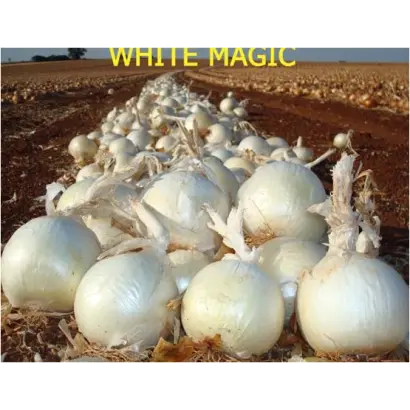 Вайт Маджик F1 / White Magic F1