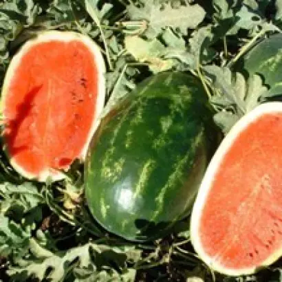 ЭРЛИ САМАНТА F1 / EARLY SAMANTA F1