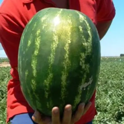 Карнаката F1 / Karnakata F1