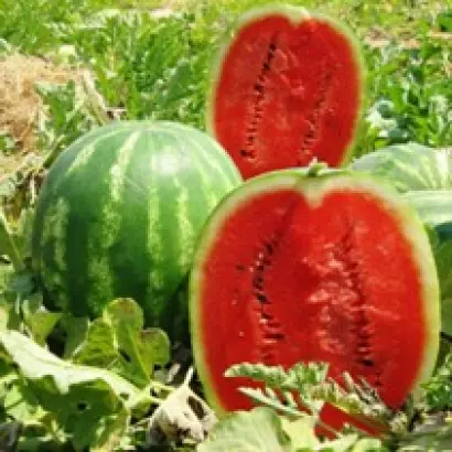 Призматика F1 / Prismatica F1