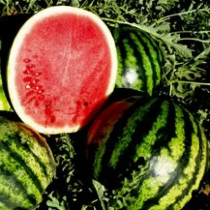 Эрли Джитана F1 / Early Gitana F1