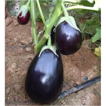 Перфекшен F1 / Perfection F1