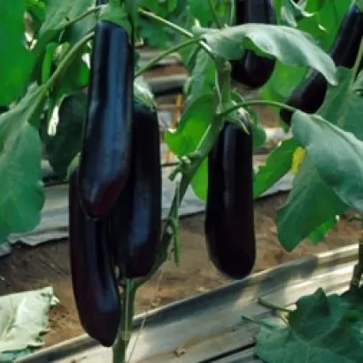 Найт Леди F1 / Nite Lady F1