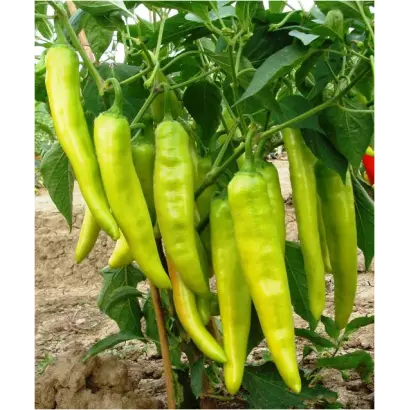 Хуеро F1 / Huero F1