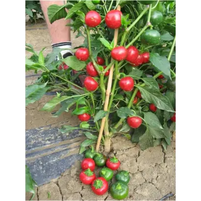 Черри Фаир F1 / Cherry Fire F1