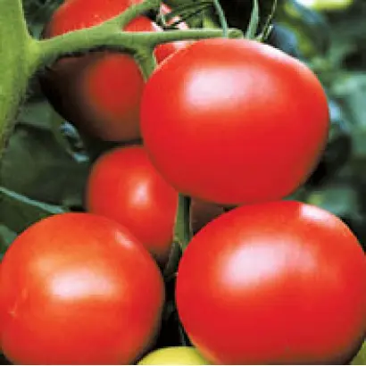 Благовест F1