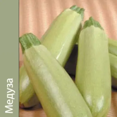 Медуза F1 / Medusa F1