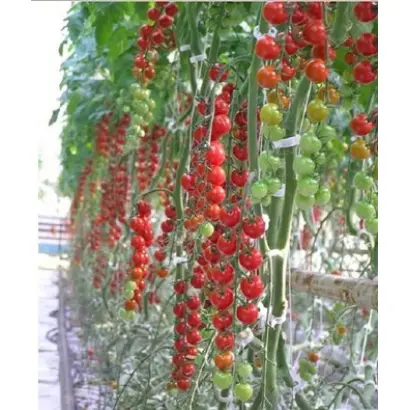 Фаворита F1 / Favorita F1