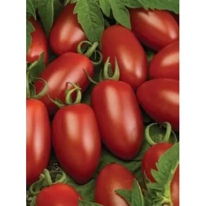 Каприз F1 / Caprese F1