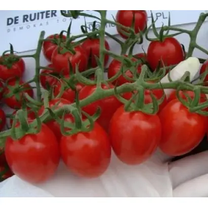 Дашер F1 / Dasher F1