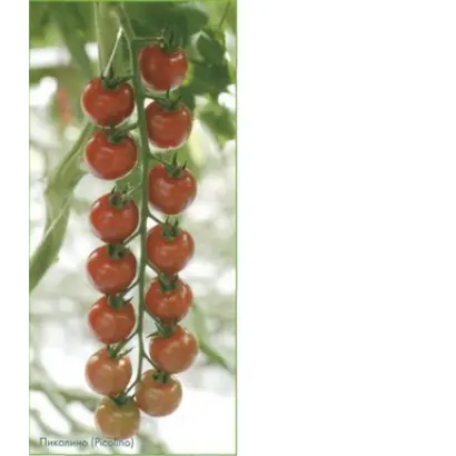 Пиколино F1 / Picolino F1