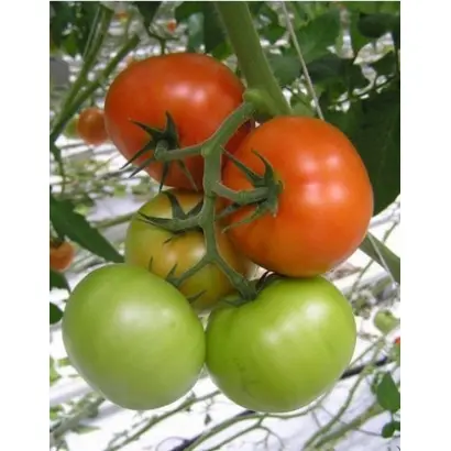 Адмиро F1 / Аdmiro F1