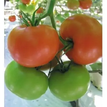 КУНЕРО F1 / KUNERO F1