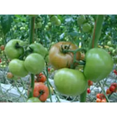 Грейс F1 / Greise F1