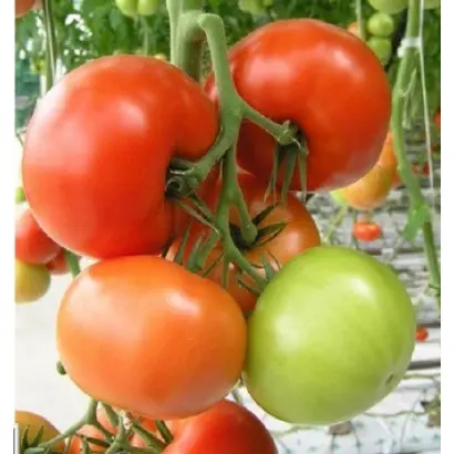 Азарро F1 / Azarro F1