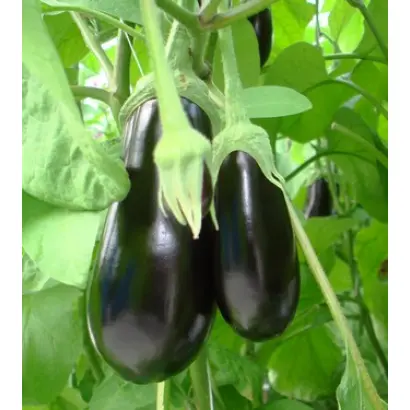 Скорпио F1 / Scorpio F1