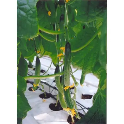 Церес F1 / Ceres F1