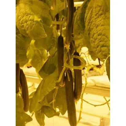 Рапидес F1 / Rapides F1