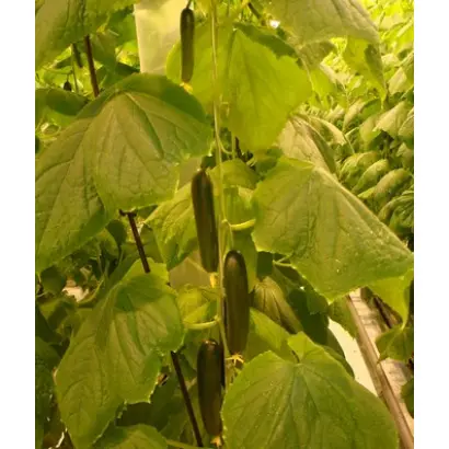 Жавель F1 / Javel F1