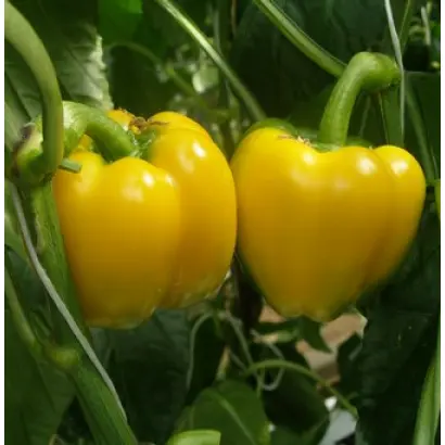 Дерби F1 / Derby F1