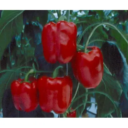 Джамиля F1 / Dgamilya F1