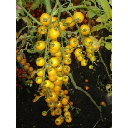 Золотая бусинка F1