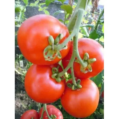 Русский стиль F1