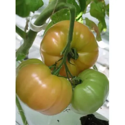 Горожанка F1