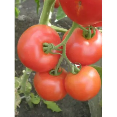 Кавалергард F1