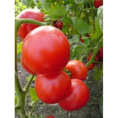 Кавалькада F1