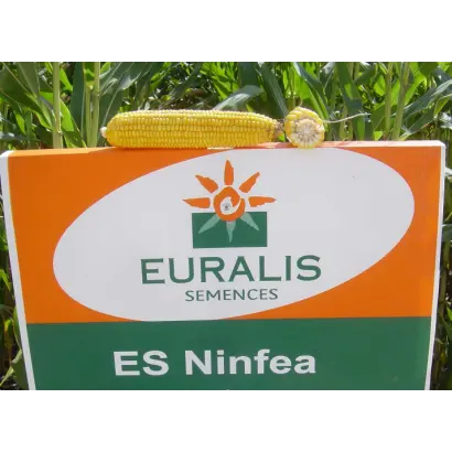 Нинфеа / Ninfea