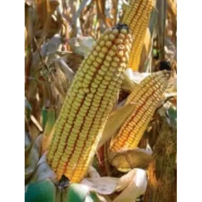 ПР39Ф58 / PR39F58