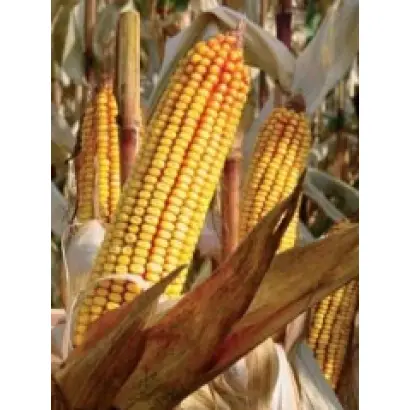 ПР37Д25 / PR37D25