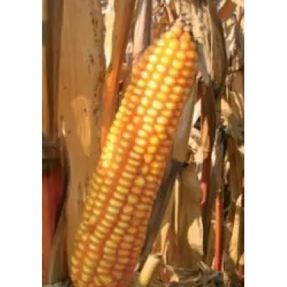 ПР39Г12 / PR39G12