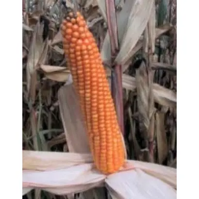 ПР39Р20 / PR39R20