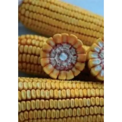 ПР37Н01 / PR37N01