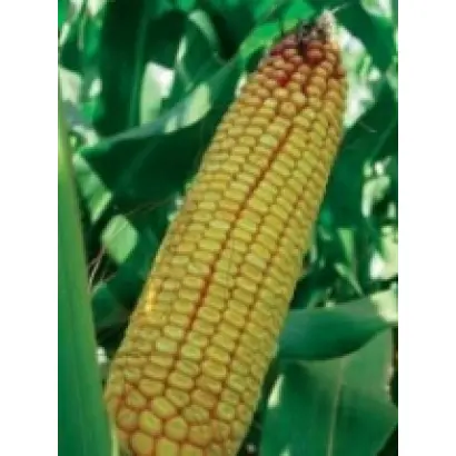 ПР38Р92 / PR38R92