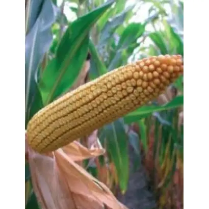 ПР37И12 / PR37Y12