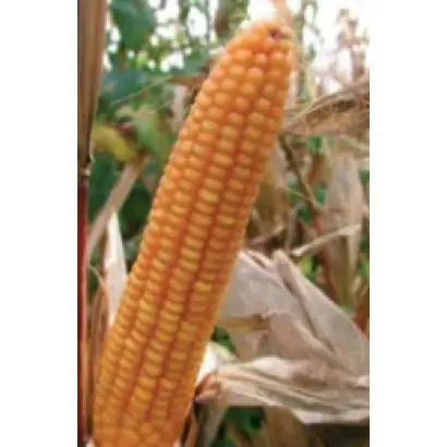 ПР39Г93 / PR39H93