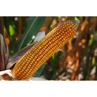 Дельфин / Delfine