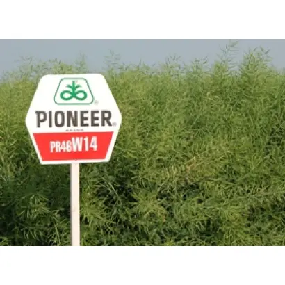 ПР46В14 / PR46W14