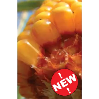 ААСПИД / AASPEED